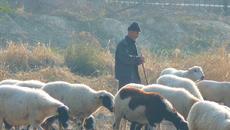 Какви ще бъдат обезщетенията за убити животни заради чумата - По колко пари ще получават стопаните_ - Videoclip.bg