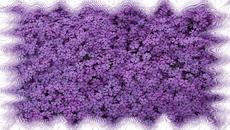 •✿•   Наситено лилаво   •✿• - Videoclip.bg