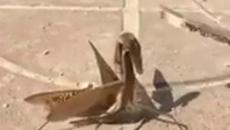 Странни същества! Вижте ядосана богомолка в атака (ВИДЕО) - Videoclip.bg