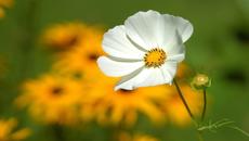 •✿•  Космеята - красота и багри  •✿• - Videoclip.bg