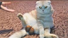 СМЕШНЫЕ ЖИВОТНЫЕ 2018 Лучшие Приколы с Животными ПРИКОЛЫ с Котами и Собаками ПОПРОБУЙ НЕ ЗАСМЕЯТЬСЯ - Videoclip.bg