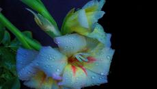 •✿• Лятна красота - гладиоли  ...  (music by Bandari)  •✿• - Videoclip.bg