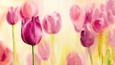 Рисуване на лалета /видео урок от Maria Raczynska/ - Videoclip.bg