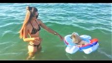 Смешные Собаки Приколы с животными 2018 Топовая подборка Видео приколов до слёз Я РЖАЛ 3 ЧАСА - Videoclip.bg