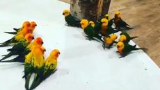 Бой Между Бебета Папагали Розели и Неразделки за територия - Videoclip.bg