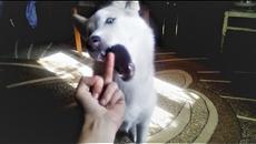 Смешные Собаки 2018 Смешные Приколы с Животными Приколы с Собаками Funny Dogs Compilation 2018 - Videoclip.bg