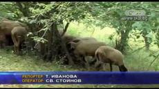 Няма опасност от нова зараза по животните в Бургаско - Videoclip.bg