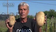 Гигантски картоф отгледа мъж от с. Овощник - Videoclip.bg