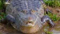 Светът на дивото  - Амазонската дъждовна гора Бг Аудио - Videoclip.bg