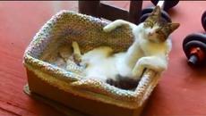 Смешно Котки Компилация-Забавни Клипове 2015-720p - Videoclip.bg