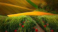 Земята в красиви жълти багри  ... - Videoclip.bg