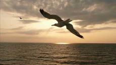 Thassos Greece (Alexios - MIli se mou) - Videoclip.bg