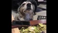 КУЧЕ ТАНЦУВА КЮЧЕК - Яша ве, Рекси - Videoclip.bg