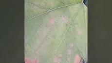 Листа (Влог) - Videoclip.bg