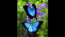 Michael Meets Mocart ☀️ 1 Piano, 2 Guys, 100 Cello The Guys - Videoclip.bg