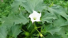 Внимание! Отровен татул в спанака! Изтеглят от пазара спанак заради съмнения за наличие на татул - Videoclip.bg