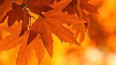 Галина Хомчик - После бала /Осень/ - Videoclip.bg