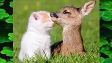 Oрлин Горанов § Тоника - Ако те има - Videoclip.bg