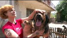 IVANA BEGOVIĆ, spasiteljica pasa lutalica! - Videoclip.bg