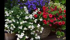 Красота в бяло - Videoclip.bg