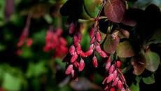 Андрей Иванцов  - Нарисую для тебя - Videoclip.bg