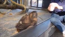 Вижте как маймунка се учи от Таблет (ВИДЕО) - Videoclip.bg