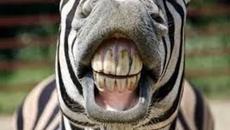 try not to laugh challenge-[Mного смях] - Videoclip.bg