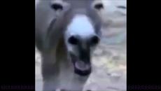 На какво се смеят в Русия, ноември 2018 - Videoclip.bg