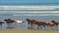 Kлас - Диви коне - Videoclip.bg