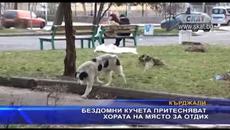 Бездомни кучета притесняват хората на място за отдих - Videoclip.bg