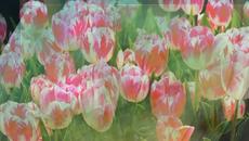 СЕРГЕЙ ЧЕКАЛИН - ВЕСНА ИДЕТ! - Videoclip.bg