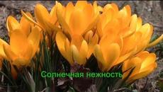 Солнечная нежность Весенний привет Цветы и Музыка Разговор с тобой - Videoclip.bg