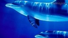 Делфините - Йорданка Христова - Videoclip.bg