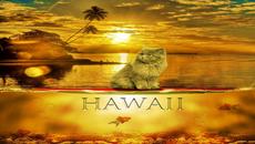 Хавай - залези в Рая ... ... - Videoclip.bg