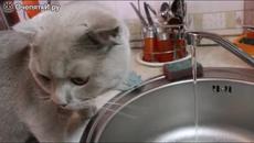 Коте пие вода от чешмата - Videoclip.bg