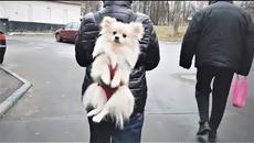 Приколы с Животными подборка SKIBIDI CHALLENGE Смешные собаки и другие животные - Videoclip.bg