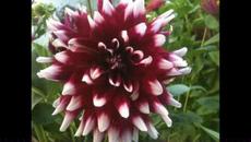 Далиите ми цъфнали из двора !!!! - Videoclip.bg