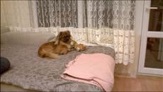 Куче в стаята - Videoclip.bg