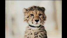 песни за деца | Всички деца черни и бели рисуват слънца | любими детски песни - Videoclip.bg