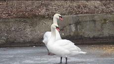 Лед скова езерото над Благоевград - Videoclip.bg