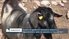 БАБХ: Чумата по дребните преживни животни и Африканската чума по свинете са под контрол - Videoclip.bg