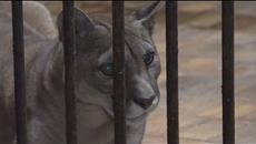 Незаконна търговия с диви животни - Videoclip.bg