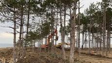 Изсичат борова гора край „Арапя“ заради строеж - Videoclip.bg