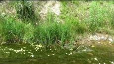 Злато от реката - Videoclip.bg