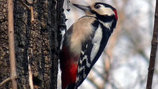 Защо на кълвача му е твърда като стомана главата! Защо кълвачите не ги боли глава? - Videoclip.bg