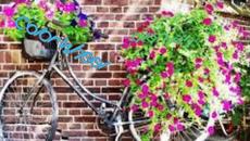 Цветно Колело - Videoclip.bg