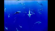 песни за деца | капчице | любими детски песни - Videoclip.bg