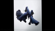 Yiruma - Nocturne No.2 In Eb - Videoclip.bg