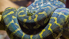 В търсене на змията избягала в Мол Пловдив! Милото животинче - жълта анаконда се приплъзвало на воля из магазина - Videoclip.bg