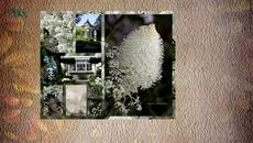 Колажи-Collages - Videoclip.bg